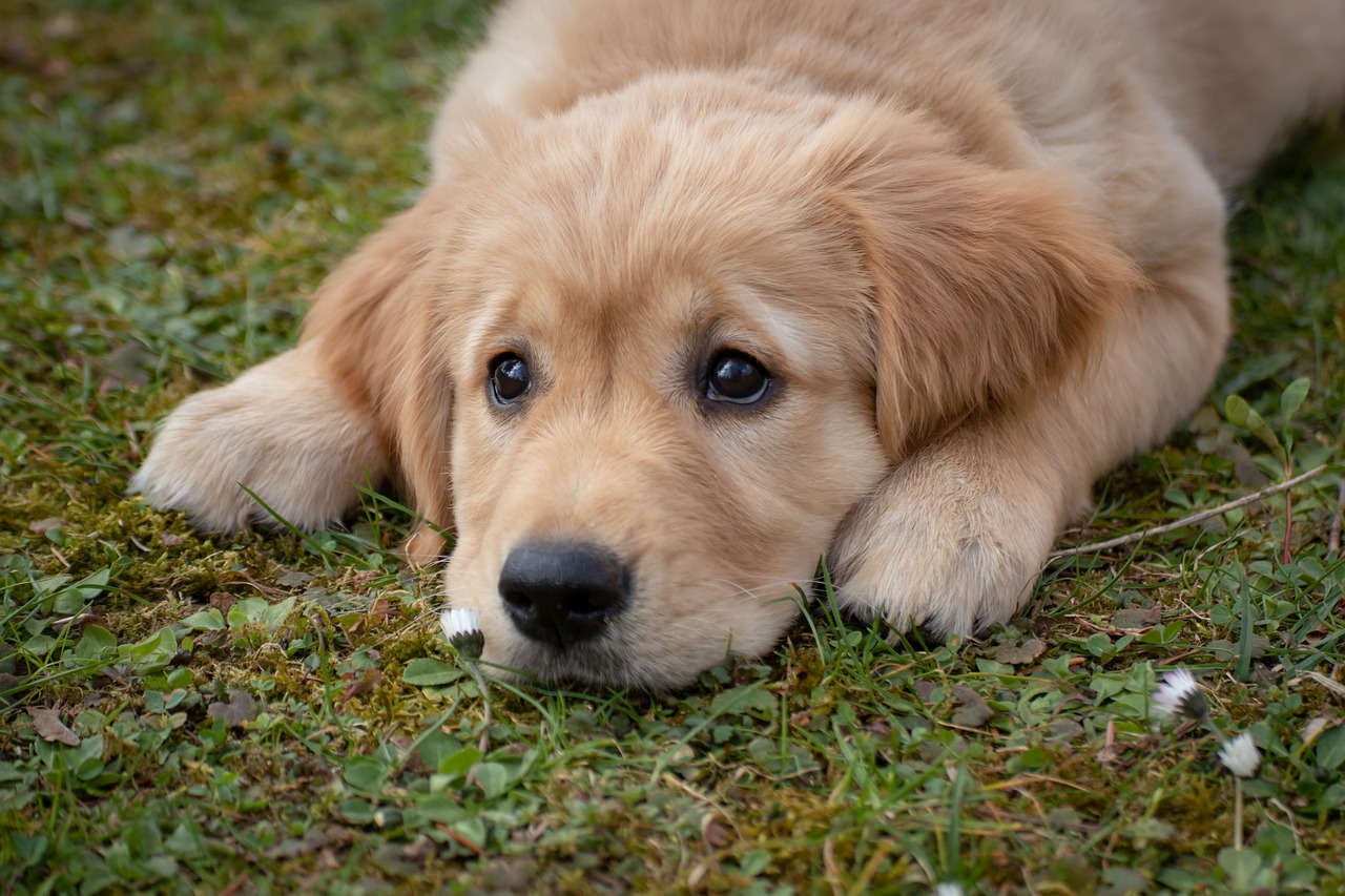 Tips for Teaching Your Dog to Open Doors